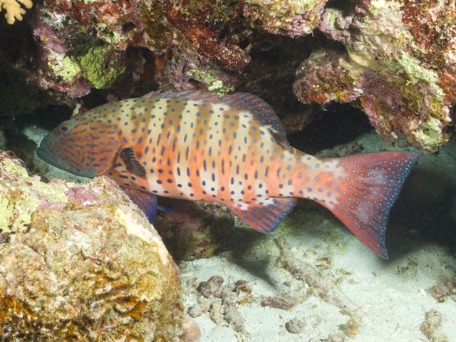 Plectropomus pessuliferus marisrubi